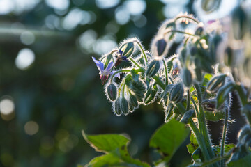 Borage flowers close up (Borago officinalis).