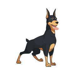 Doberman pinscher dog standing and smiling with tongue stick out, cute puppy, noble sweet adorable pet being a good boy, happy dog smile, cartoon style pedigree dog, lovely animal on white background