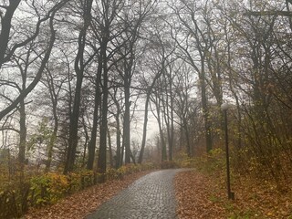 Obraz premium road in the forest