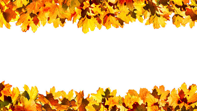 autumn maple leaves isolated, png