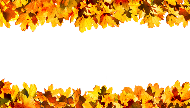 autumn maple leaves isolated, png