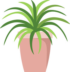 A stylish fashionable indoor plants for the house. Isolated