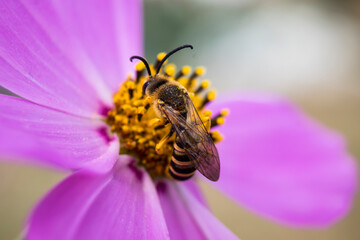 Beautiful halictidae on a cosmos flower, solitary bees, halictus