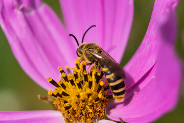 Beautiful halictidae on a cosmos flower, solitary bees, halictus