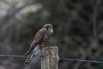 Common Kestrel, Torenvalk, Falco tinnunculus, 