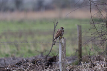 Common Kestrel, Torenvalk, Falco tinnunculus, 