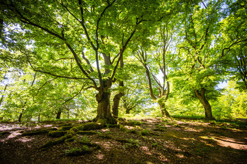 trees in the woods