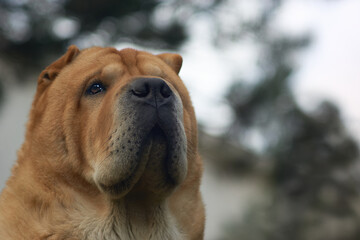 Outdoor portrait of a dog