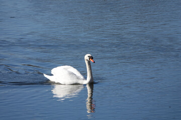 Fototapeta premium Beautiful white Mute swan on a crystal clear deep blue lake reflection. High quality photo