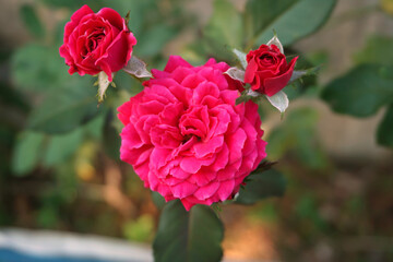 pink roses in garden