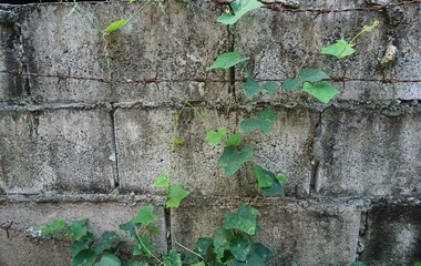 Texture of old plaster wall with vines or leaves