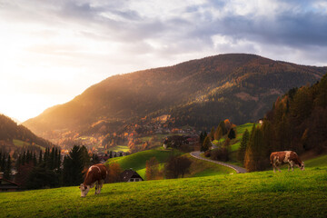 Autumn sunset over the town of Bad Kleinkirchheim (Carinthia, Austria). On the background the Austrian alps, on the foreground green pasture with cows