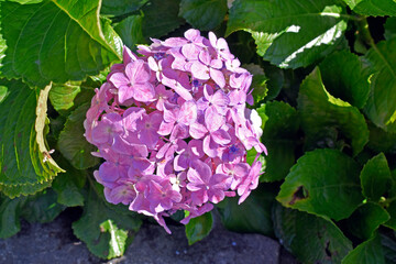 Obraz premium Lilac hydrangea flower (Hydrangea macrophylla) on garden