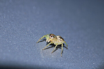 little jumping spider macro photo