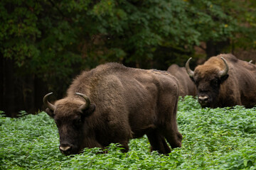 Bison in the forest in their natural habitat