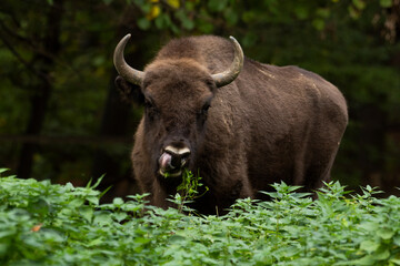 Bison in the forest in their natural habitat