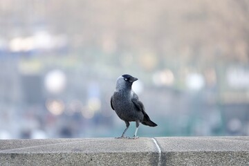 Beautiful photo of the Western jackdaw, Coloeus monedula, standing on the stone bridge with blurred city background. High quality photo