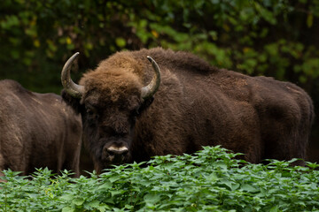 Bison in the forest in their natural habitat