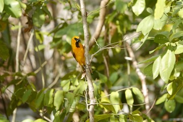 Photo of beautiful Altamira oriole sitting on tree branch in Mexico on green blurry background. This is the largest oriole in genus Icterus. High quality photo