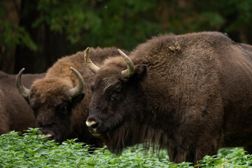 Fototapeta premium Bison in the forest in their natural habitat