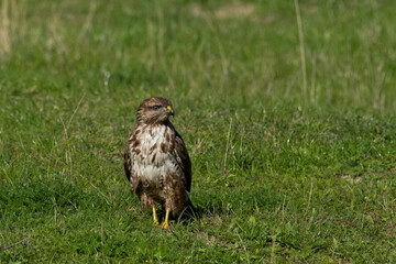 Buzzard (buteo buteo)