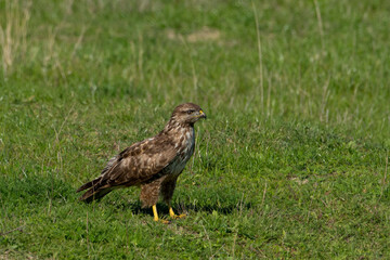 Buzzard (buteo buteo)