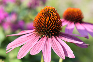 Blooming rose echinacea with a natural background. Pink coneflower. Selective focus