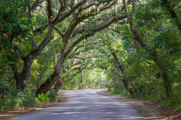  Road though canopy of Live Oak trees in Fort Clinch State Park in Florida USA