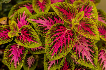 flores, flowers