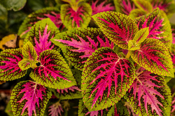flores, flowers