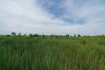 Fototapeta na wymiar Cut grass in the field. Asian farmers are harvesting in season