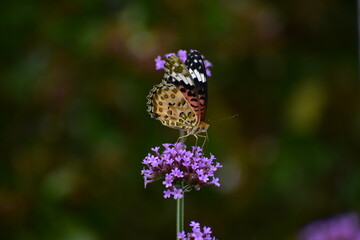 蜜を吸う蝶
