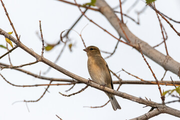 Female Common Chaffinch perched on a tree branch