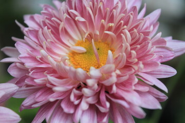 
pink chrysanthemum blooms background blur
