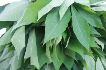close-up of a pile of cassava leaves