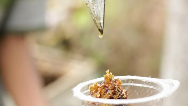 close-up video.drops honey into a glass. Apis cerana