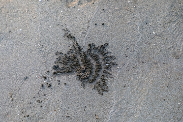 Sand texture. white sand. textured background