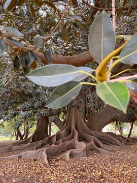 Old giant ficus tree, el Gran Gomero rubber tree with giant roots in Buenos Aires, Argentina.