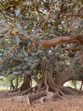 Old giant ficus tree, el Gran Gomero rubber tree with giant roots in Buenos Aires, Argentina.