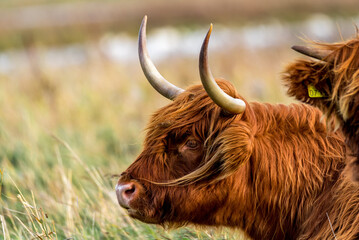Den Helder, Netherlands. November 2022. Highlander cattle in the wild.