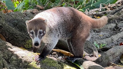 coati in tree