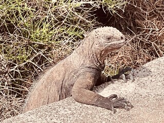 island land iguana