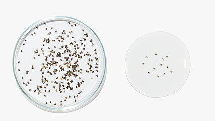 Fototapeta premium Petri dishes with transparent color gel and seeds on a light background. Plant seeds, botany, bioengineering. Glassware. Liquid. Study.