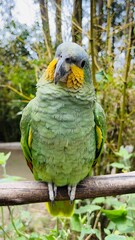 green parrot