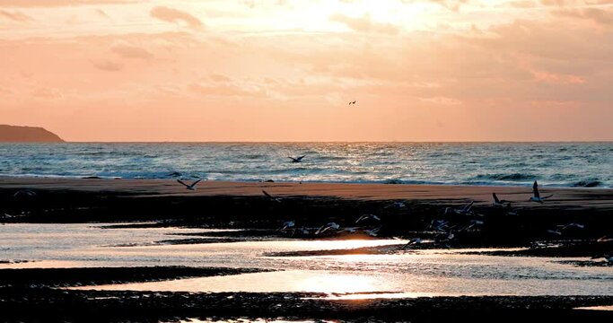 4k natural coast's view during sunset and wildlife scene of flying and walking seagull bird . High quality HD footage