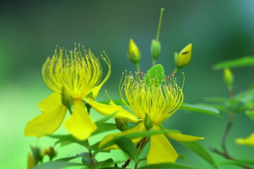 金糸のような長い雄しべの花
