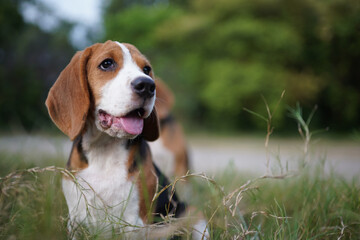 A cute beagle dog plays on the grass field for relaxing in the evening.