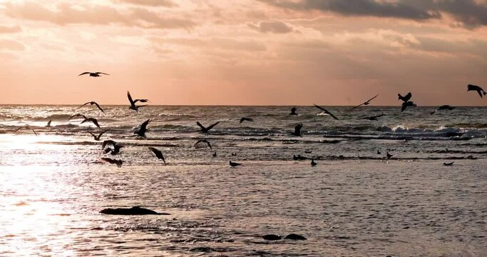 4k natural coast's view during sunset and wildlife scene of flying and walking seagull bird . High quality HD footage