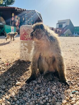 Barbary Macaque