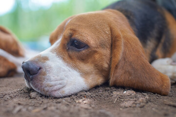 Close-up face of a  cute beagle dog lay down on the ground for relaxing.